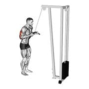 Cable triceps pushdown